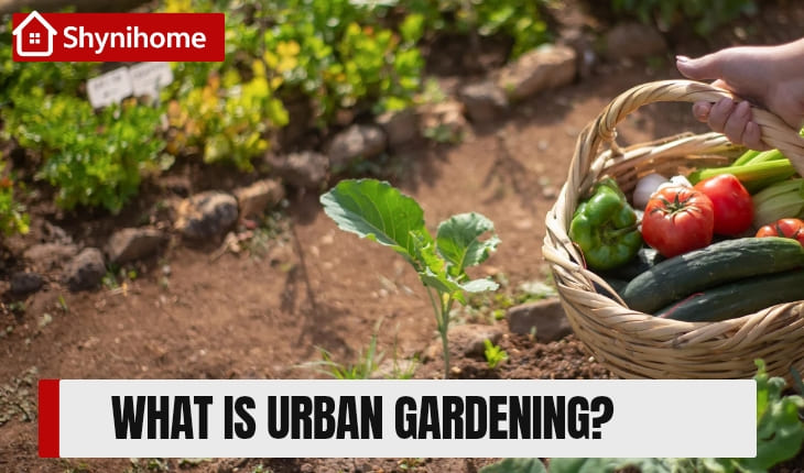 Beginner Urban Gardening