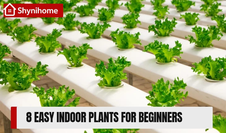 Plants for Beginners
