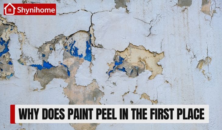 Paint Peeling on walls