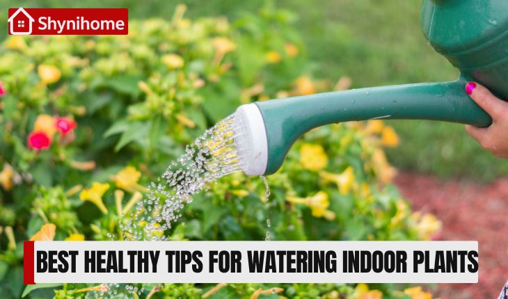 Watering Indoor Plants