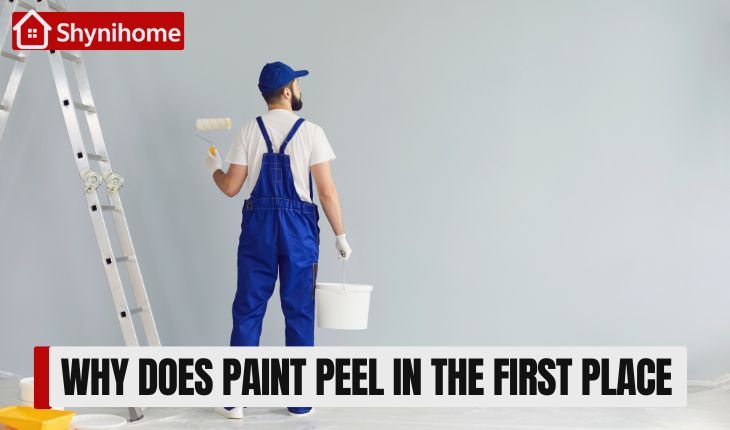 Paint Peeling on walls