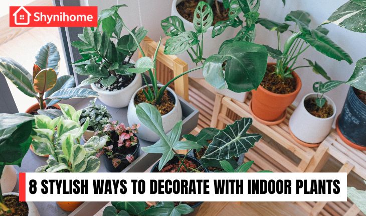 Indoor Plants