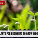 Plants for Beginners