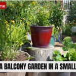Balcony Garden