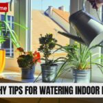 Watering Indoor Plants