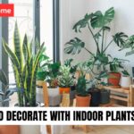 Indoor Plants