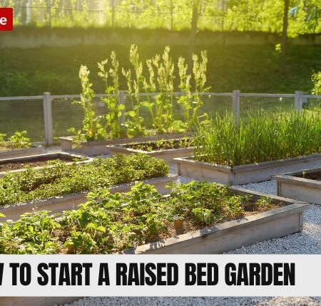 🌱 How to Start a Raised Bed Garden in Small Yards