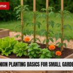 Companion Planting